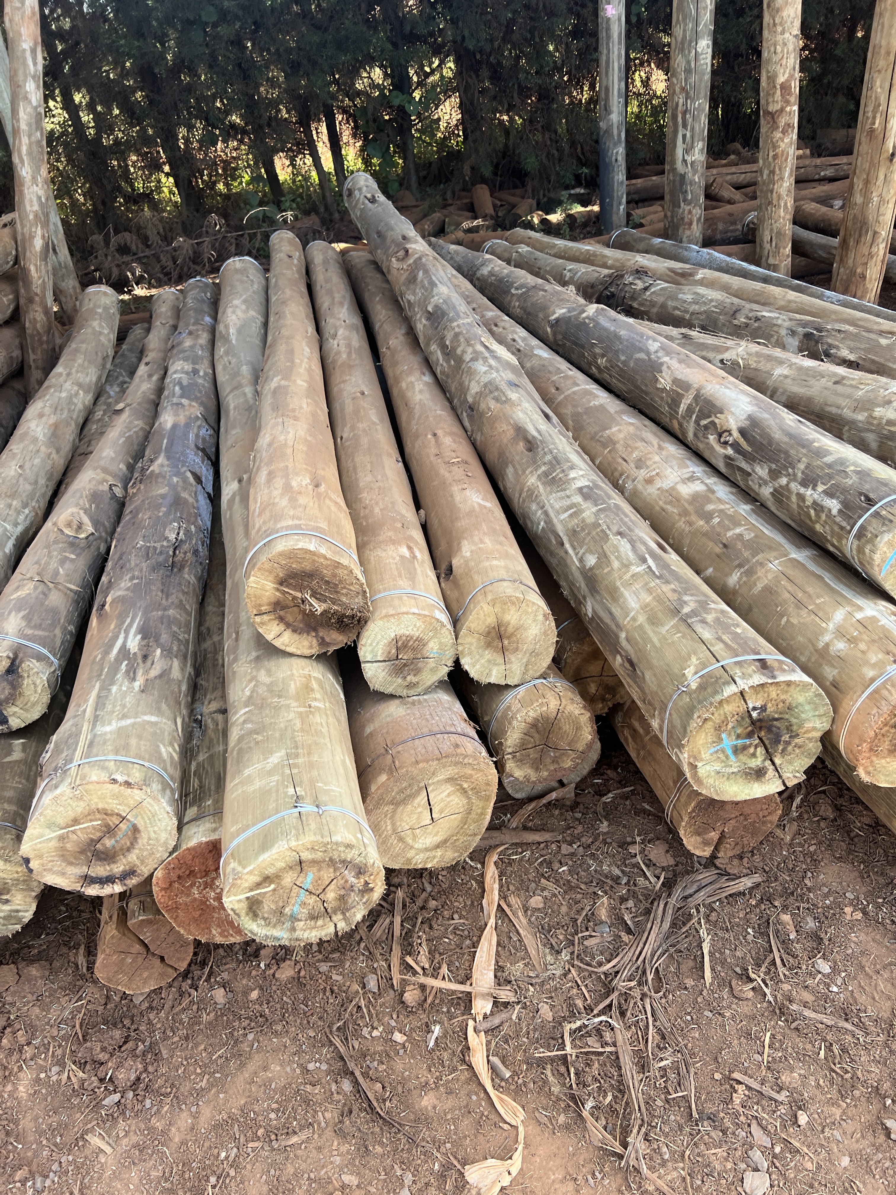 Treated Poles